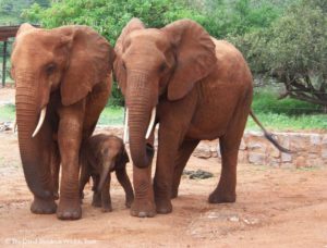 Elephants with baby